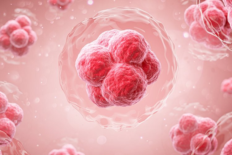 İnsan Hücreleri: Yaşamın Sessiz Mimarları