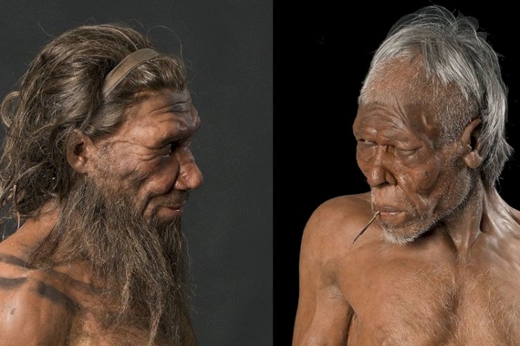 Neandertaller (Homo neanderthalensis)