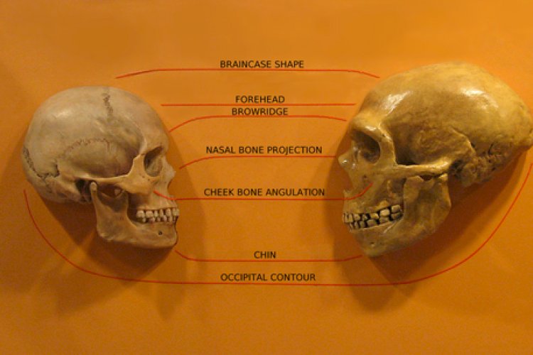Neandertaller ve Homo sapiensler Karşılaşma, Melezleşme ve Miras